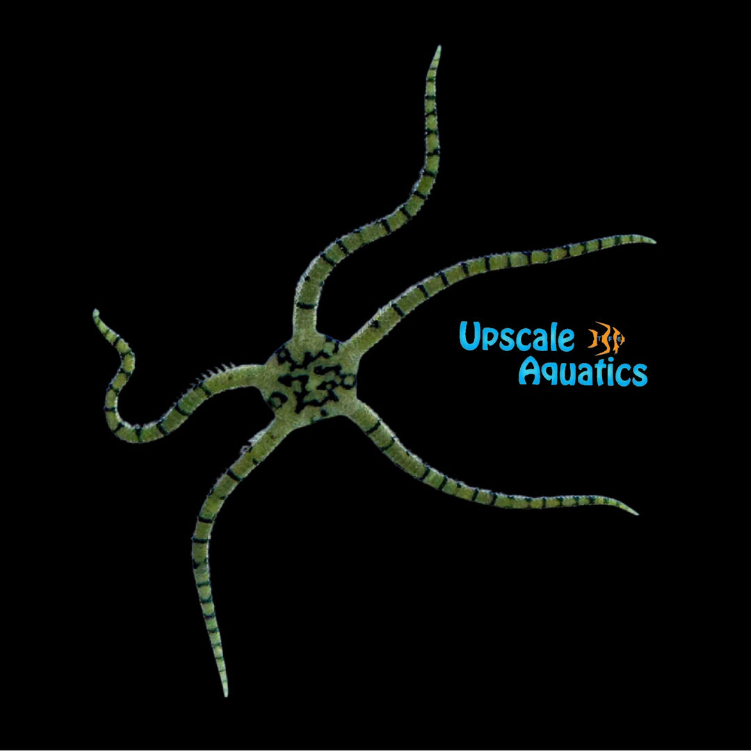 Yellow Banded Serpent Starfish (Ophioderma sp.)