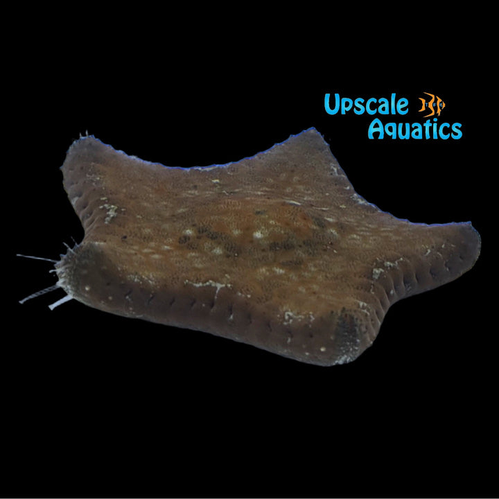 Pillow Starfish (Culcita novaeguineae)