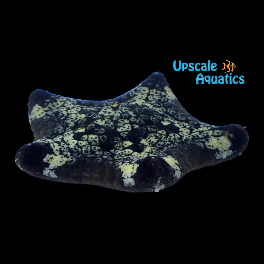 Pillow Starfish (Culcita novaeguineae)