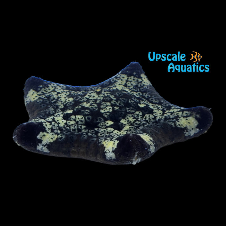Pillow Starfish (Culcita novaeguineae)