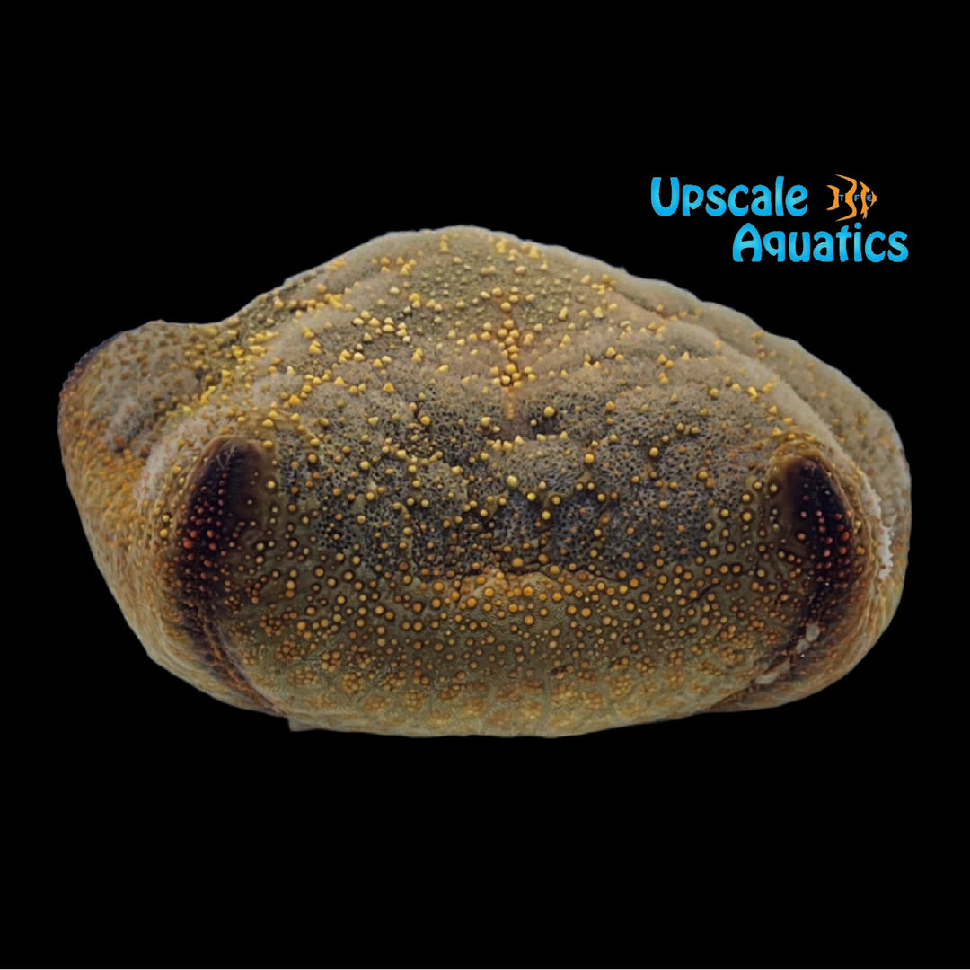 Pillow Starfish (Culcita novaeguineae)