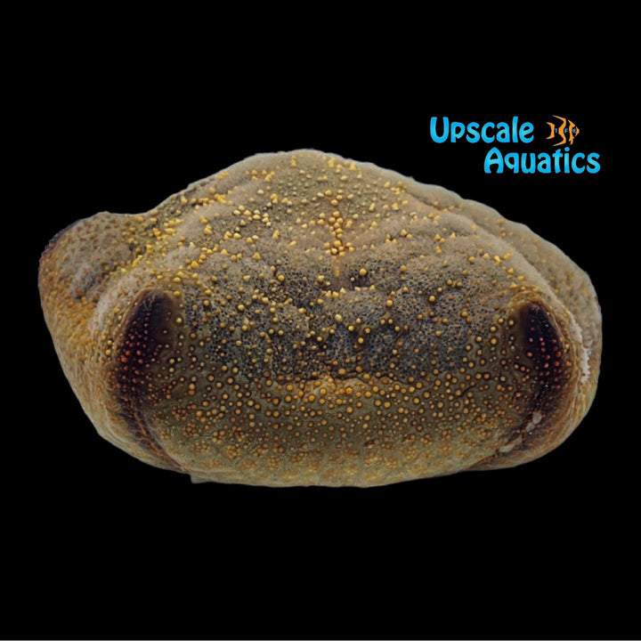 Pillow Starfish (Culcita novaeguineae)