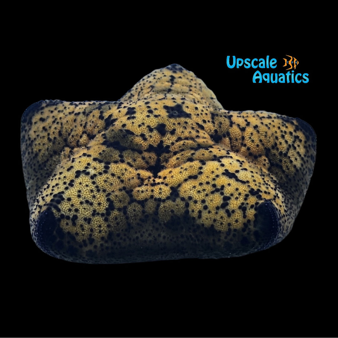 Pillow Starfish (Culcita novaeguineae)