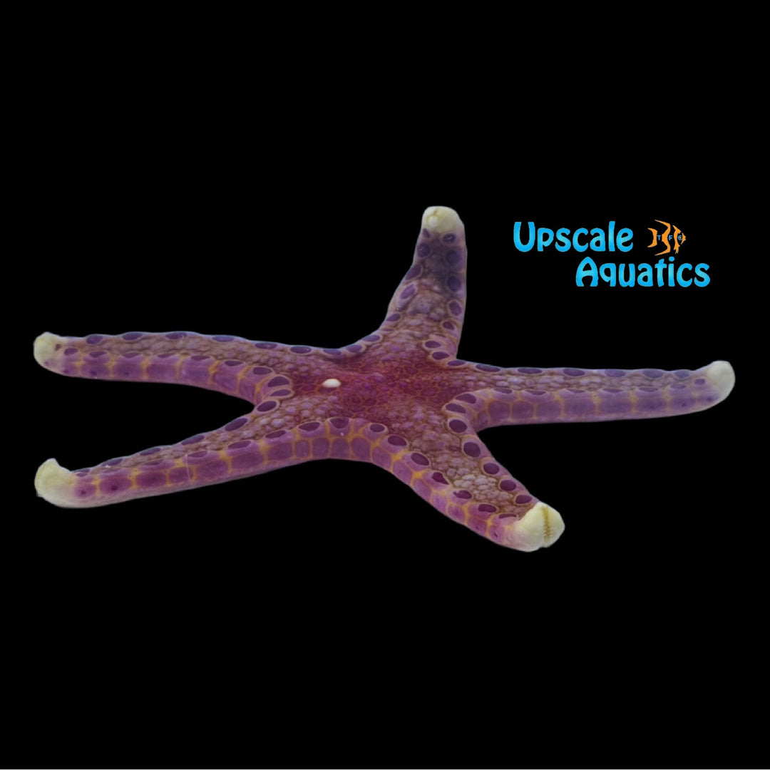 Unusual Sea Star (Neoferdina insolita)