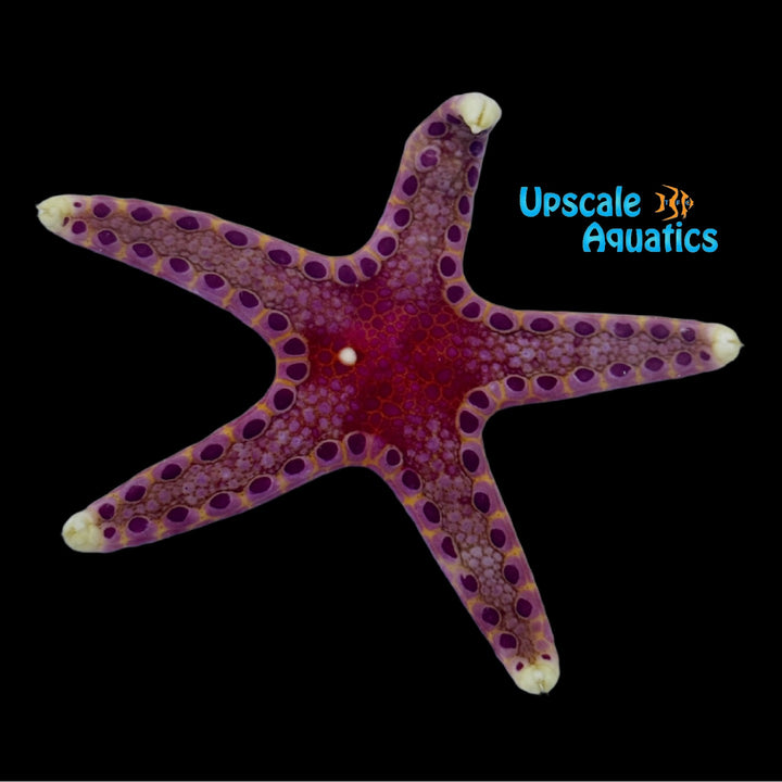 Unusual Sea Star (Neoferdina insolita)