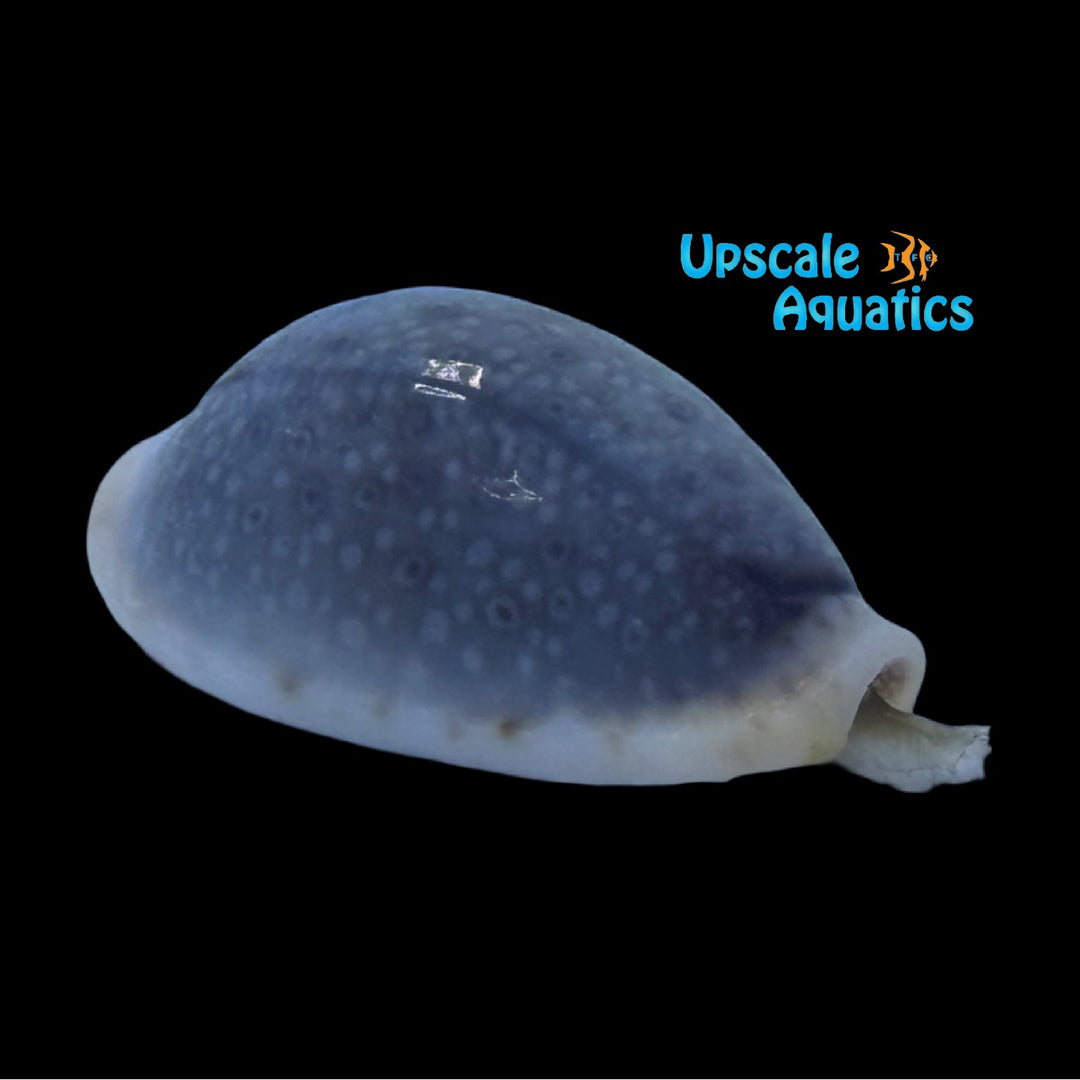 Eroded Cowrie Snail (Naria erosa)