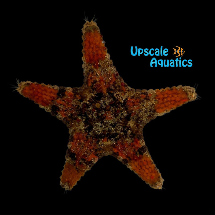 Spiny Sea Star (Gymnanthenea laevis)