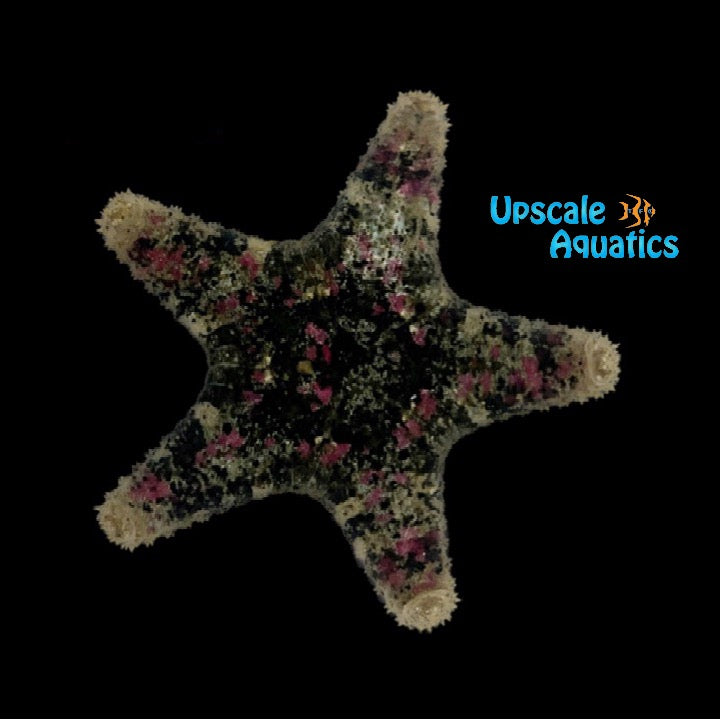 Spiny Sea Star (Gymnanthenea laevis)