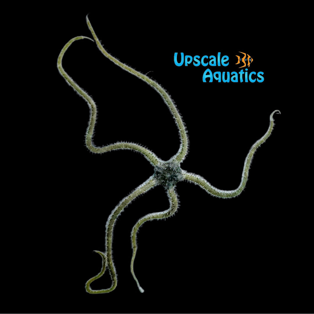 Reticulated Brittle Starfish (Ophionereis reticulata)