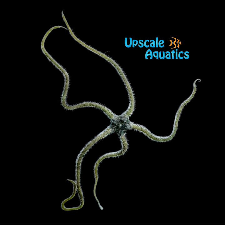 Reticulated Brittle Starfish (Ophionereis reticulata)