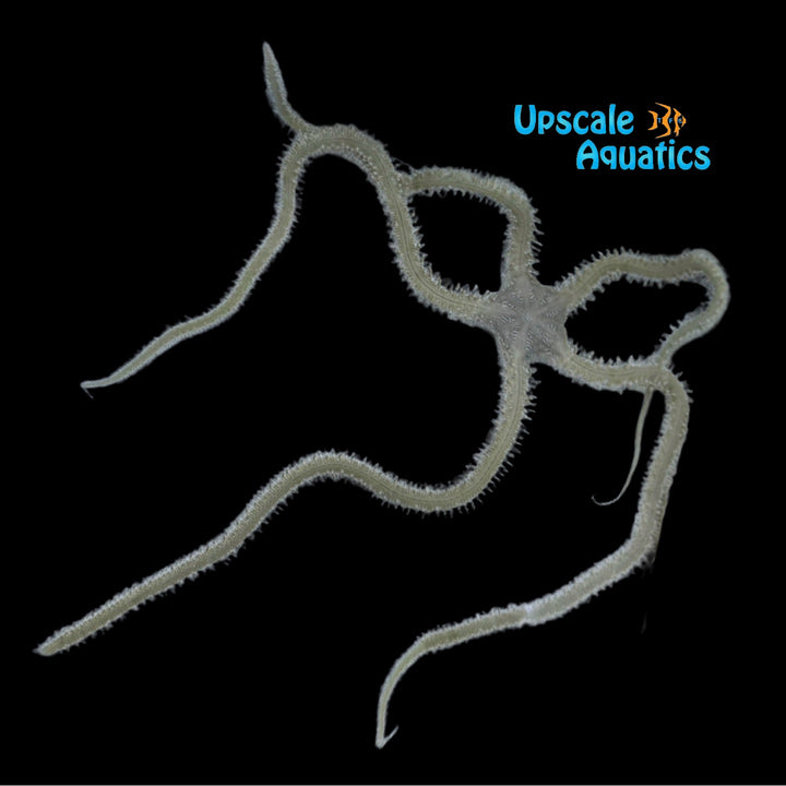Reticulated Brittle Starfish (Ophionereis reticulata)