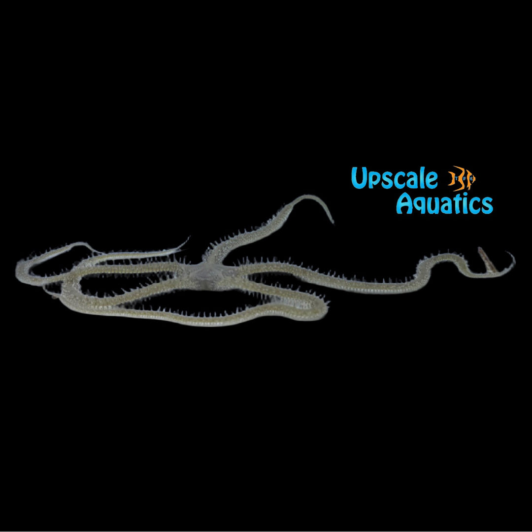Reticulated Brittle Starfish (Ophionereis reticulata)