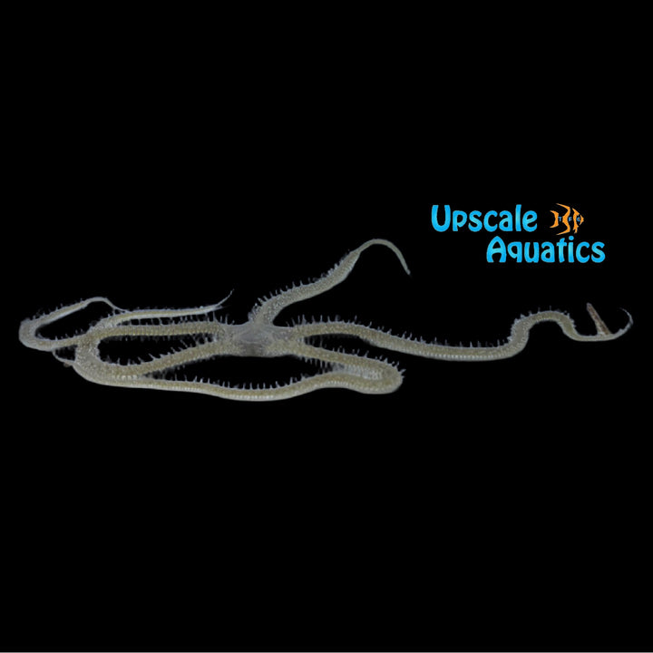 Reticulated Brittle Starfish (Ophionereis reticulata)