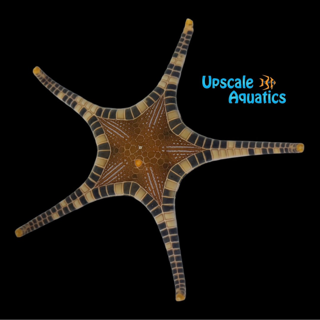 Icon Double Tile Starfish (Iconaster longimanus var.)