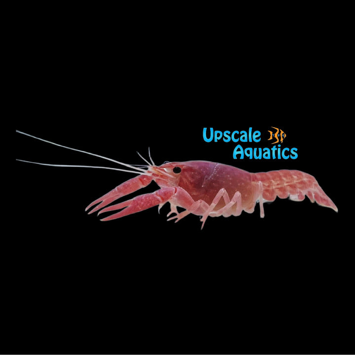 Pink Valentine Lobster (Procambarus alleni)