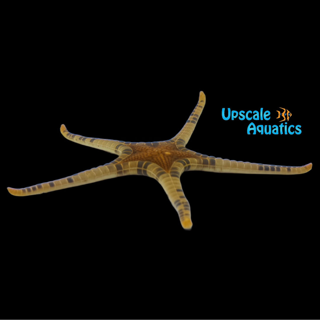 Icon Double Tile Starfish (Iconaster longimanus var.)