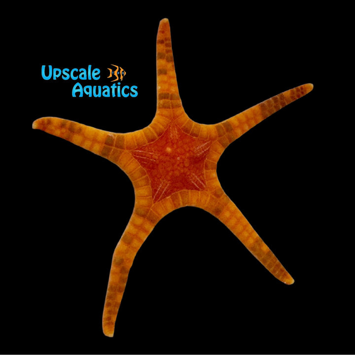Icon Double Tile Starfish (Iconaster longimanus var.)
