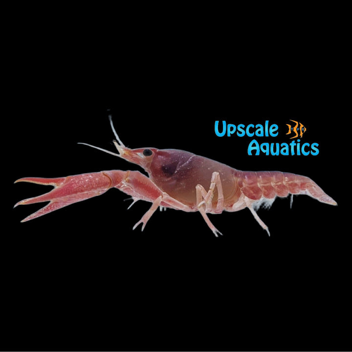 Pink Valentine Lobster (Procambarus alleni)