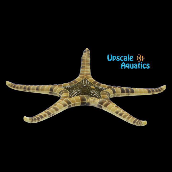 Icon Double Tile Starfish (Iconaster longimanus var.)