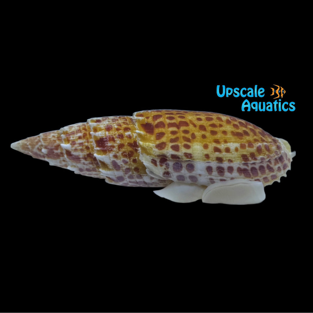 Papal Miter Snail (Mitra papalis)