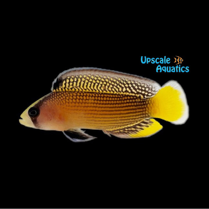 Splendid Dottyback (Manonichthys splendens)