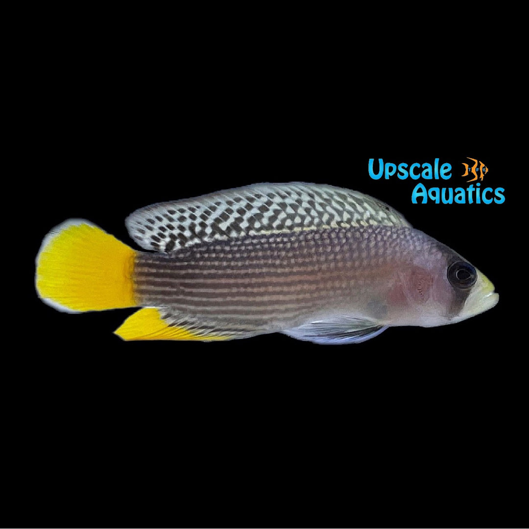 Splendid Dottyback (Manonichthys splendens)