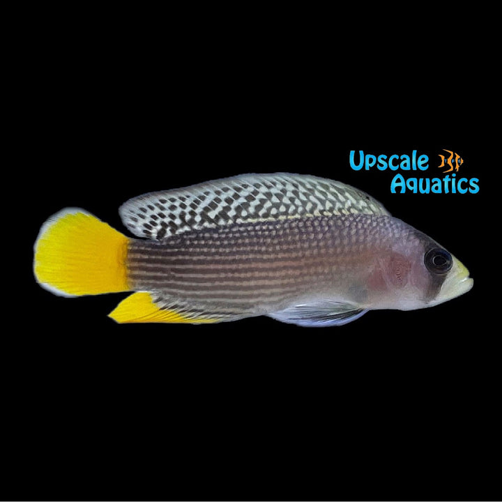 Splendid Dottyback (Manonichthys splendens)