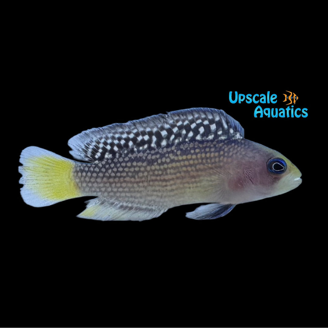 Splendid Dottyback - Captive Bred (Manonichthys splendens)