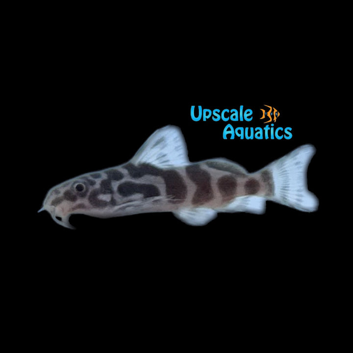 Synodontis Alberon (Synodontis sp hybrid)