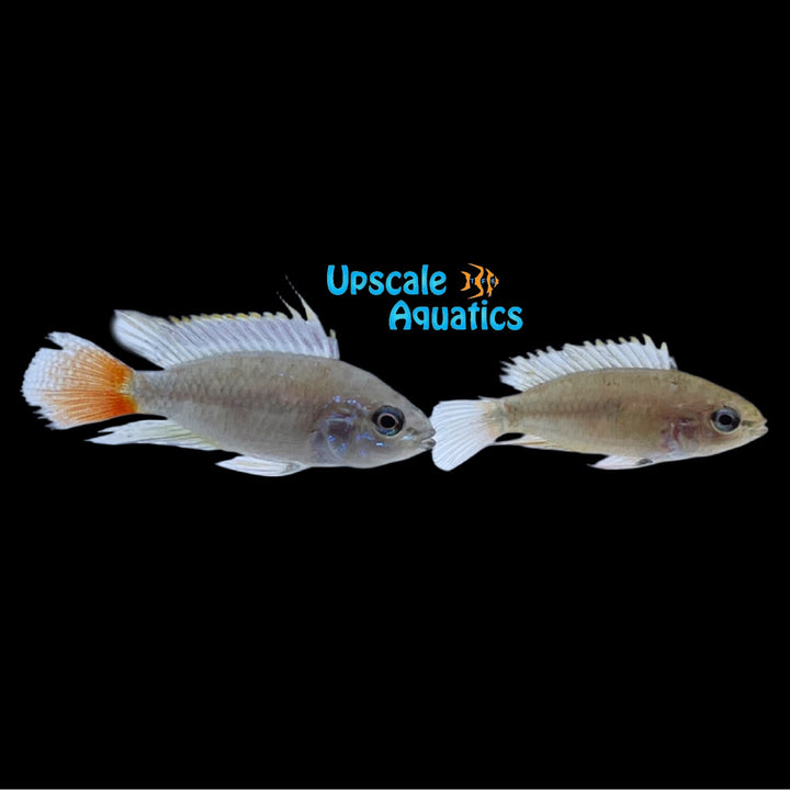 Apisto. Erythrura (Apistogramma erythrura 'Rio Mamore)