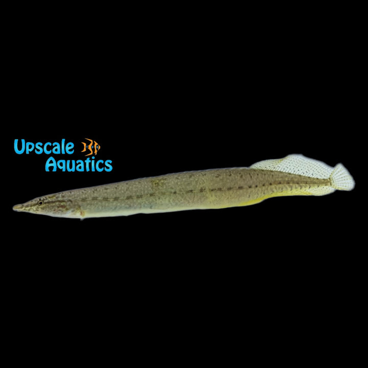 Yellowtail Spiny Eel (Macrognathus pancalus)