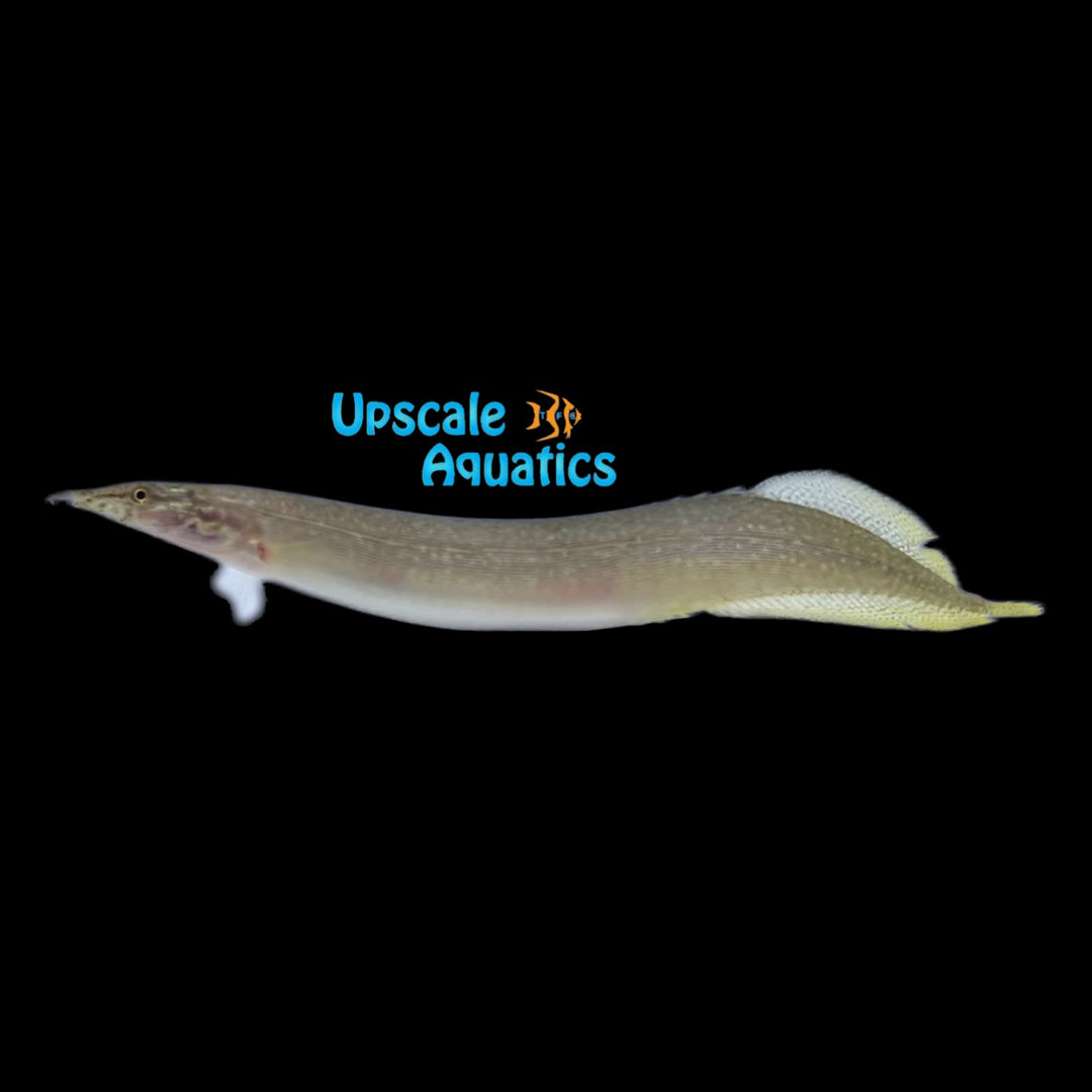 Yellowtail Spiny Eel (Macrognathus pancalus)