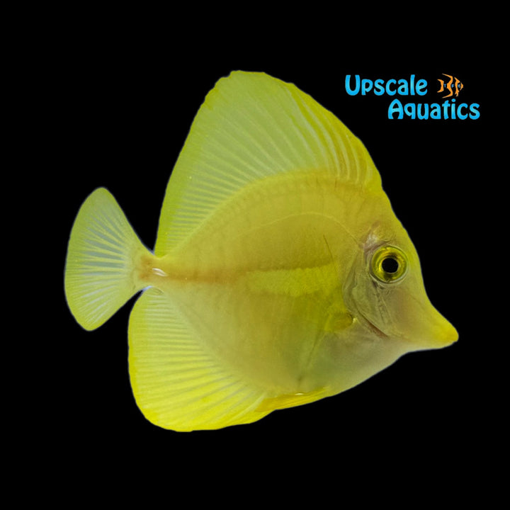 Yellow Tang - Captive Bred (Zebrasoma flavescens)