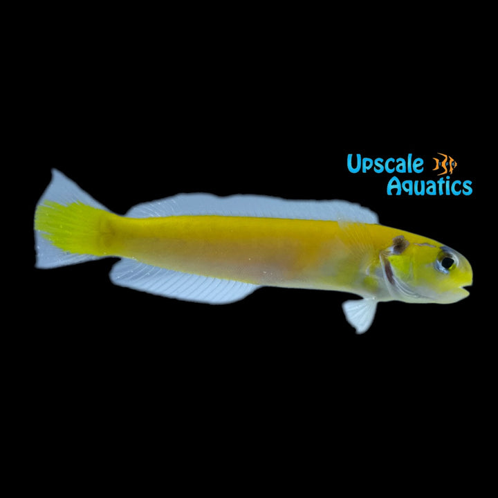 Yellow Tilefish (Hoplolatilus luteus)