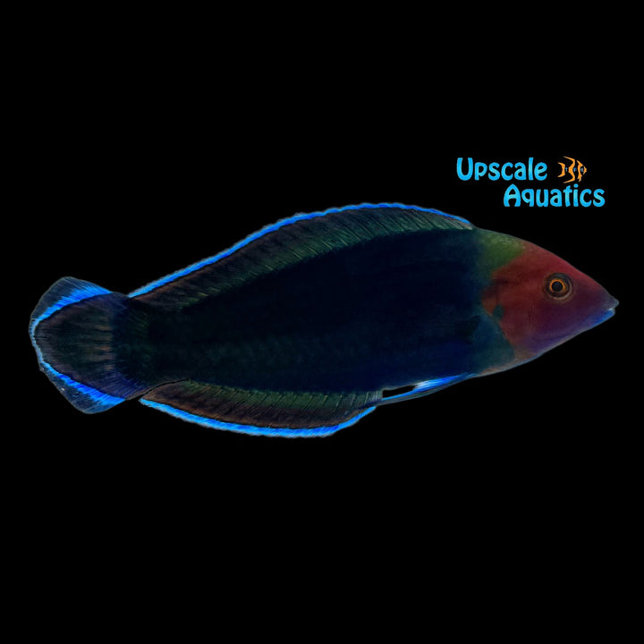 Red Head Wrasse (Halichoeres rubricephalus)