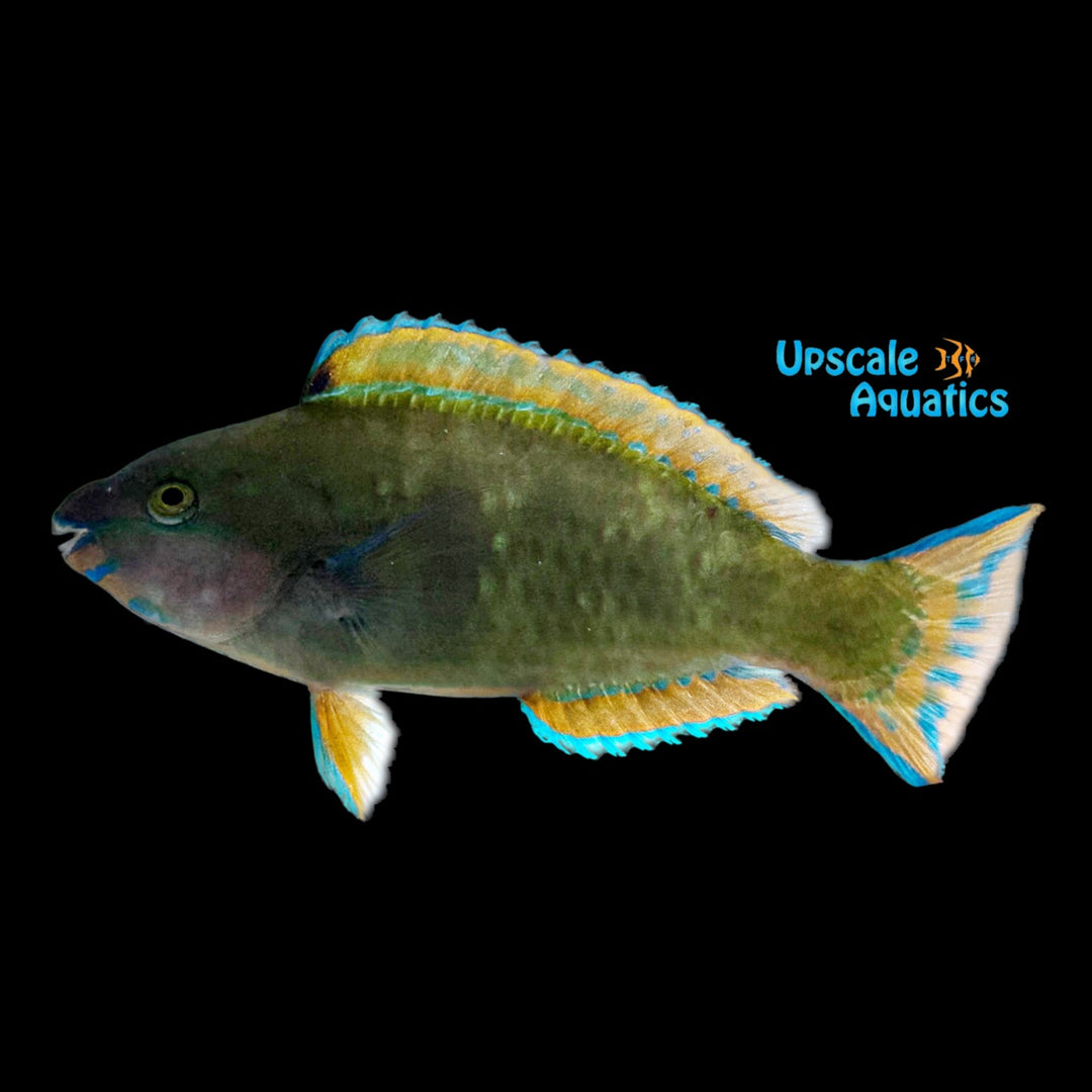 Daisy Parrotfish (Chlorurus sordidus)