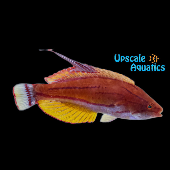 Yellowfin Flasher Wrasse (Paracheilinus flavianalis)