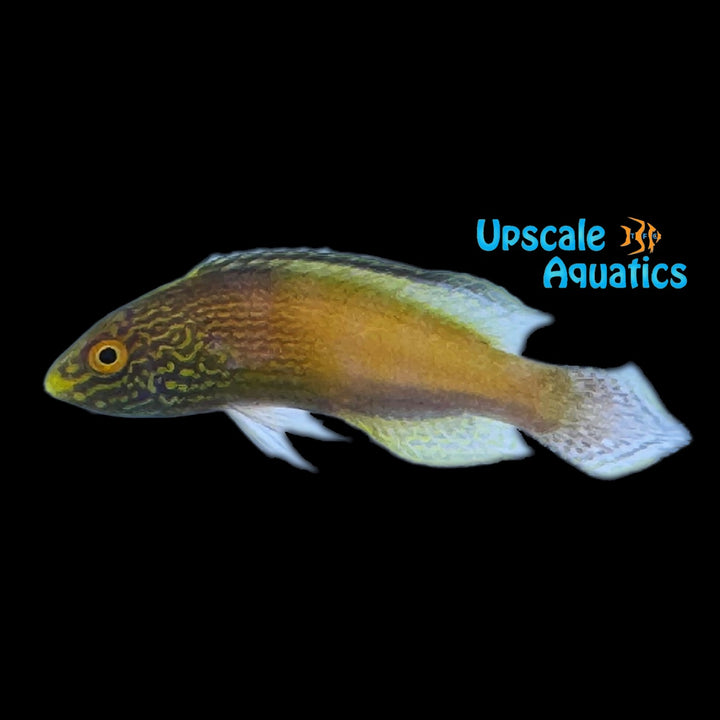 Golden Rhomboid Fairy Wrasse (Cirrhilabrus rhomboidalis)