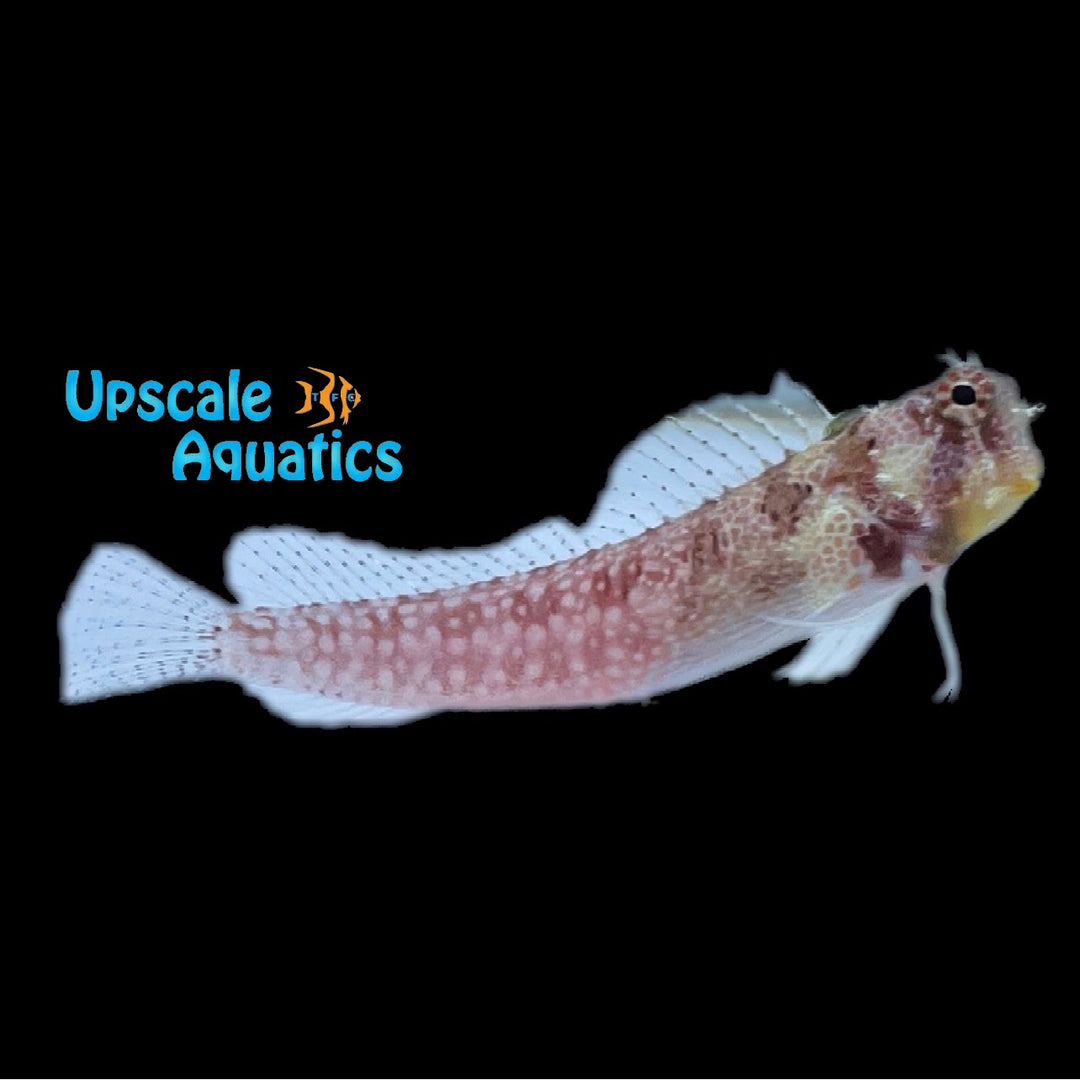 Triple Spot Blenny (Crossosalarias macrospilus)