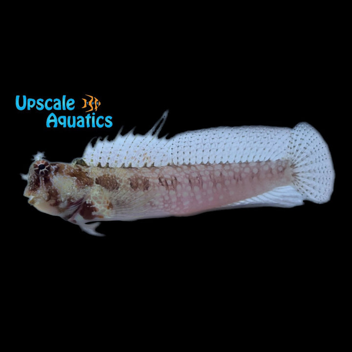 Triple Spot Blenny (Crossosalarias macrospilus)