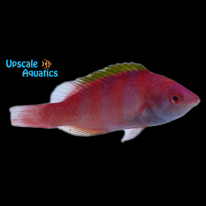 Yellow Fin Fairy Wrasse (Cirrhilabrus flavidorsalis)