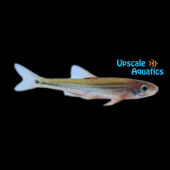 Tennessee Shiner (Notropis leuciodus)