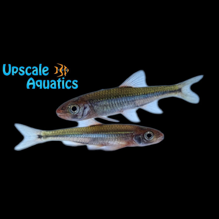 Tennessee Shiner (Notropis leuciodus)