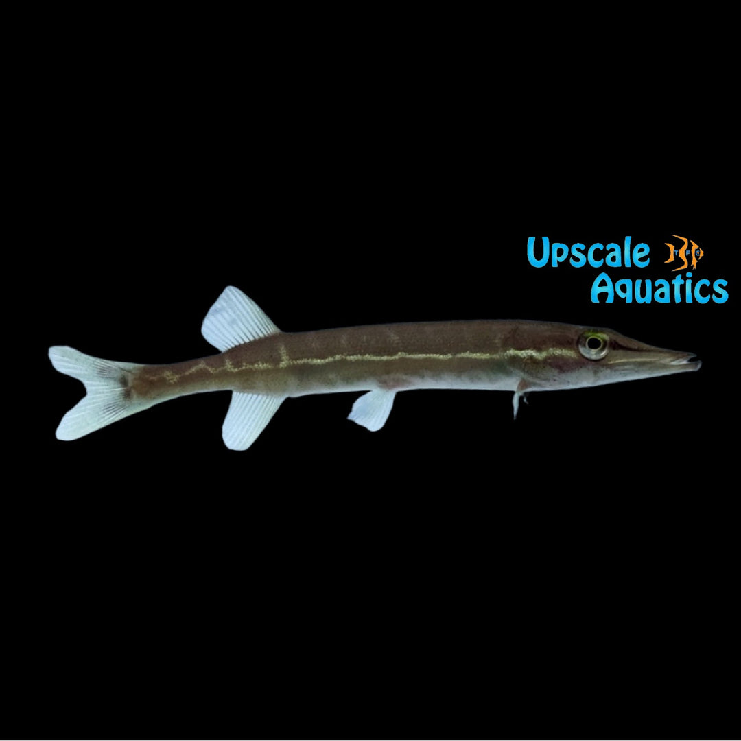 Redfin Pickerel (Esox americanus)