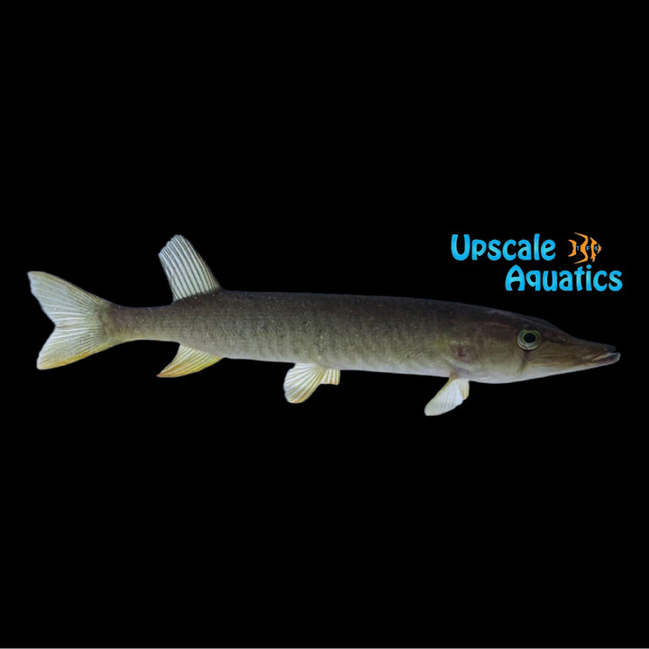 Redfin Pickerel (Esox americanus)
