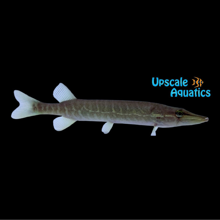 Redfin Pickerel (Esox americanus)