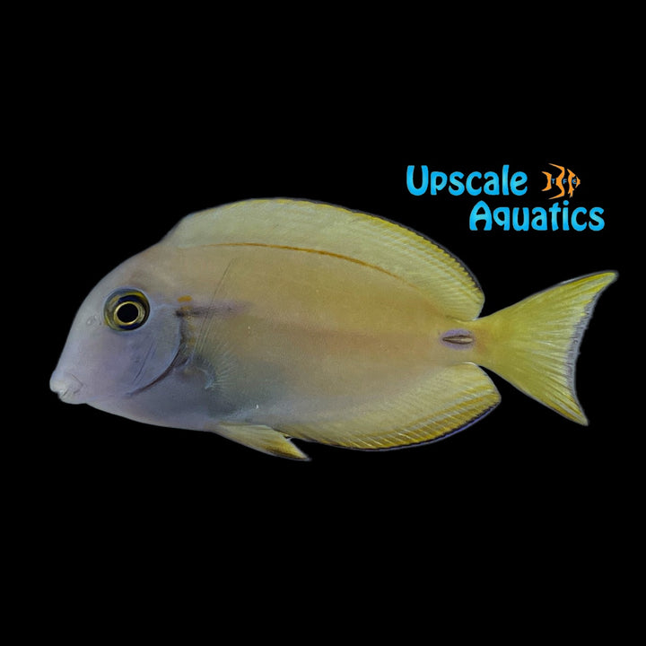 Lieutenant x Orange Shoulder Tang Hybrid (Acanthurus tennenti x Acanthurus olivaceus)