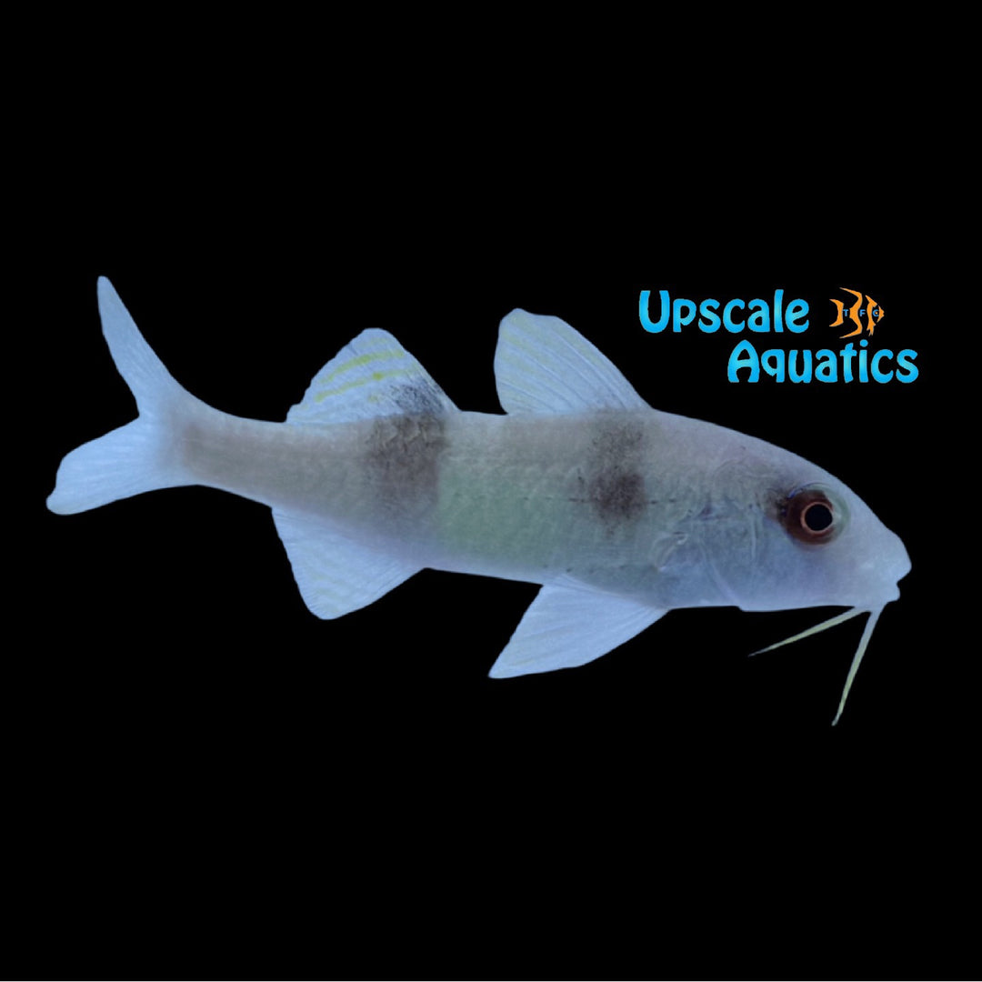 Doublebar Goatfish (Parupeneus crassilabris)