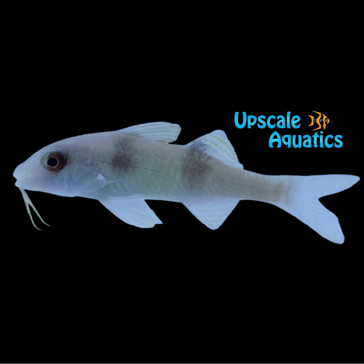 Doublebar Goatfish (Parupeneus crassilabris)