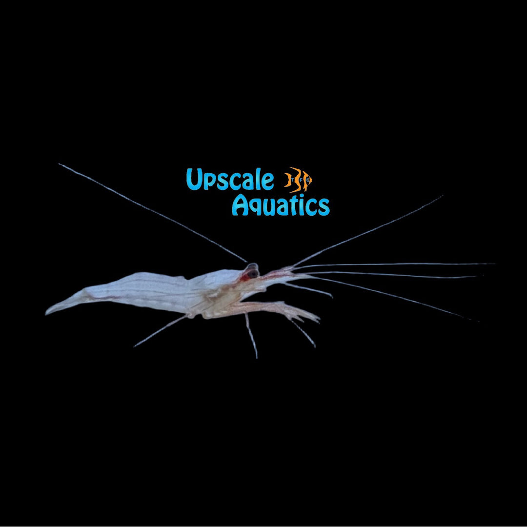 Boggessi Peppermint Shrimp - Captive Bred (Lysmata boggessi)